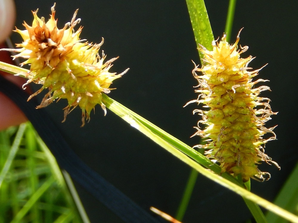 carex utriculata