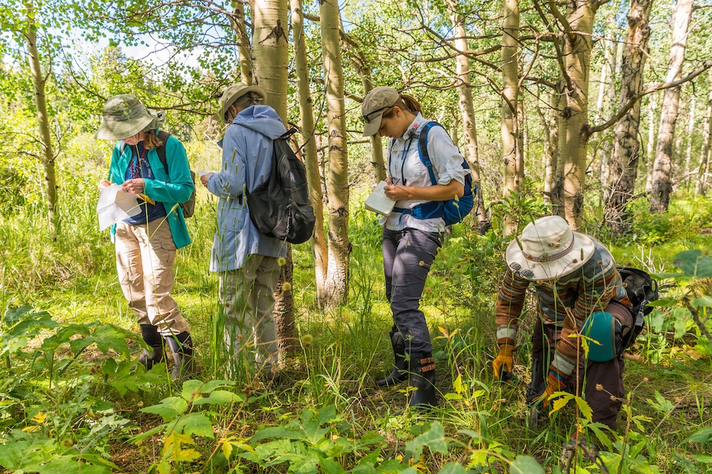 staff collecting plants
