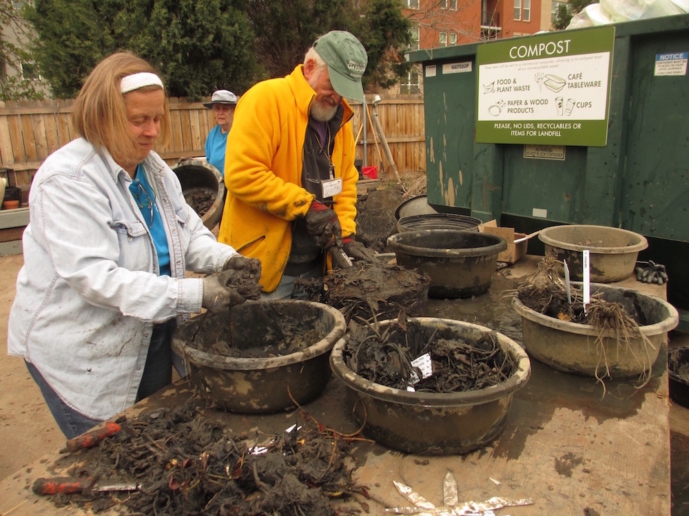 Volunteers dividing hardy waterlillies