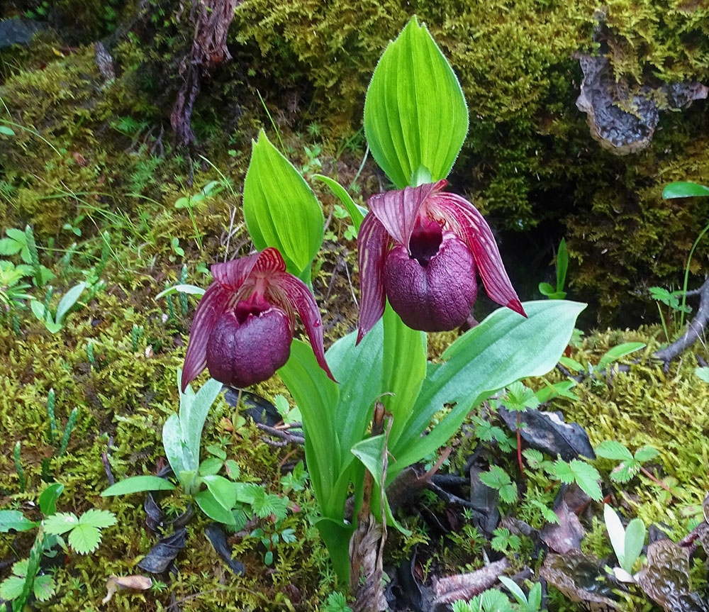 cypripedium-tibeticum-serkhyem-la_gallery.jpg