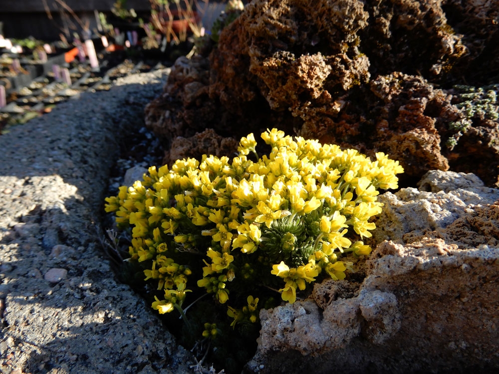 Drabas bloom in april in crevices and crannies in the rock alpine garden
