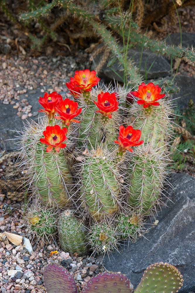 echinocereus-triglochidiatus_gallery1.jpg