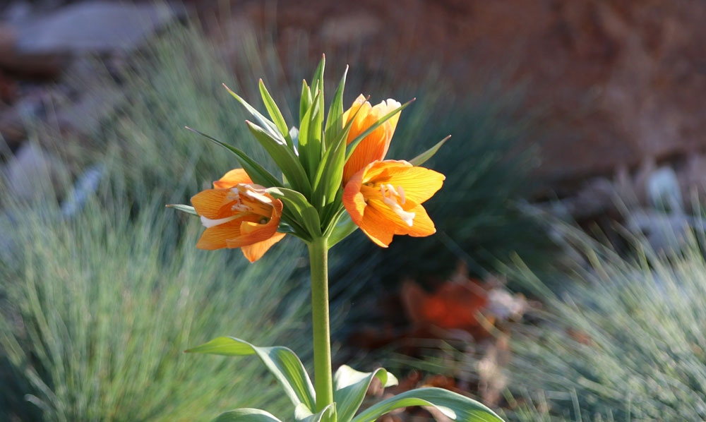 fritillaria eduardii