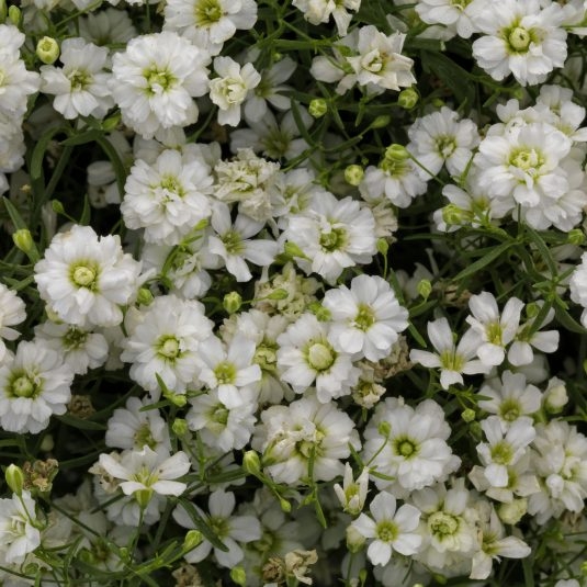 gypsophila gypsy white