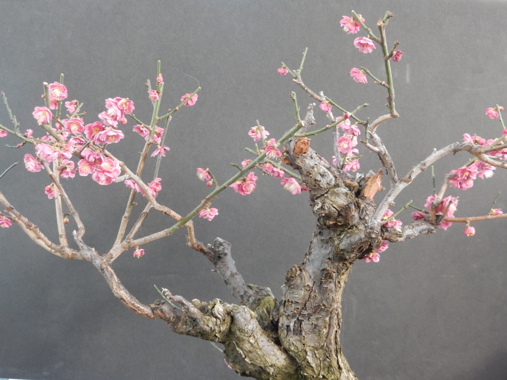 closeup of Japanese Flowering Plum 