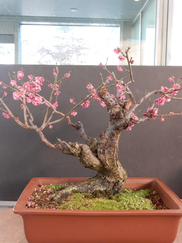 Japanese Flowering Plum and pot