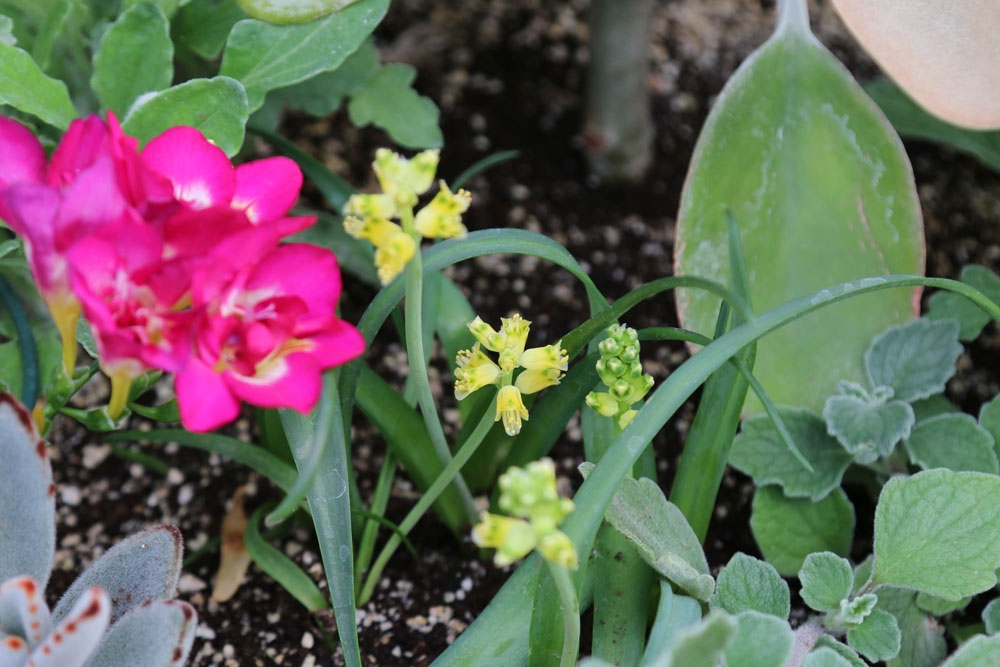 lachenalia mathewsii