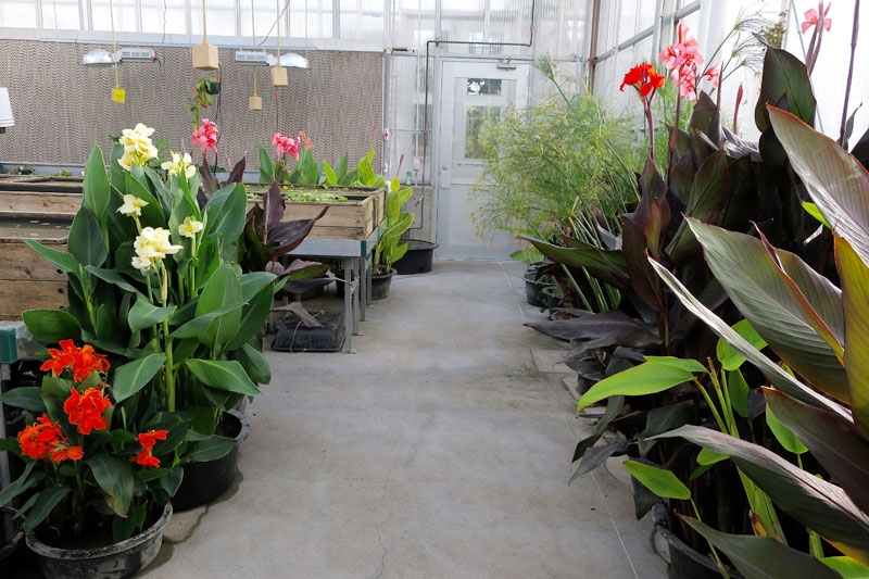 Large tropical marginal plants in aquatics greenhouse