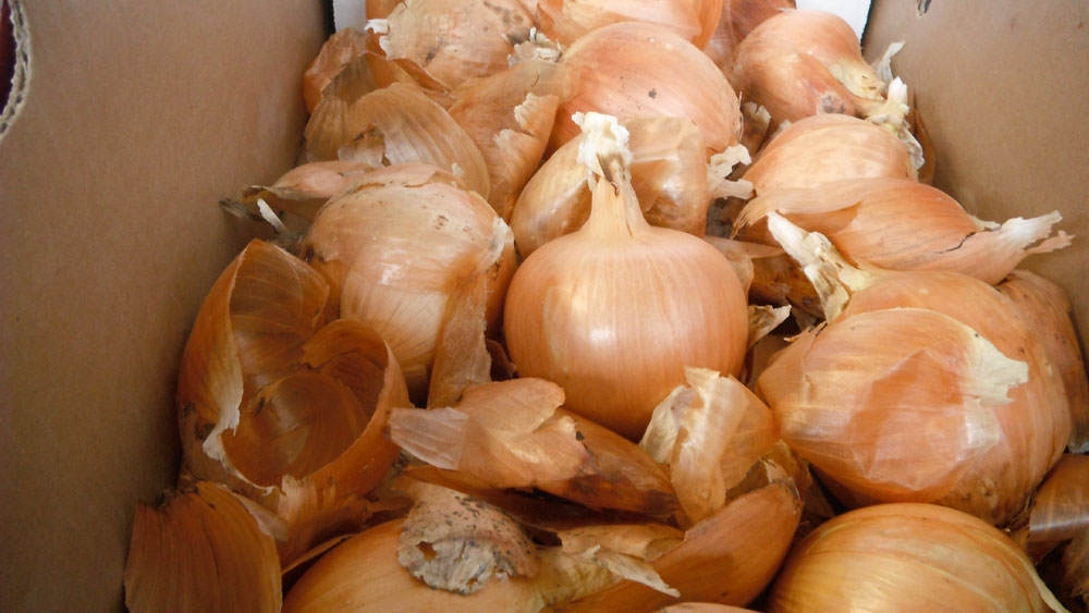 leftover onions from last year