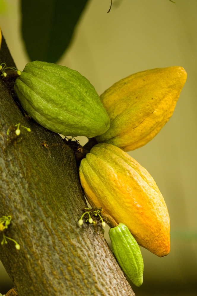 closeup of yellow and green fruit