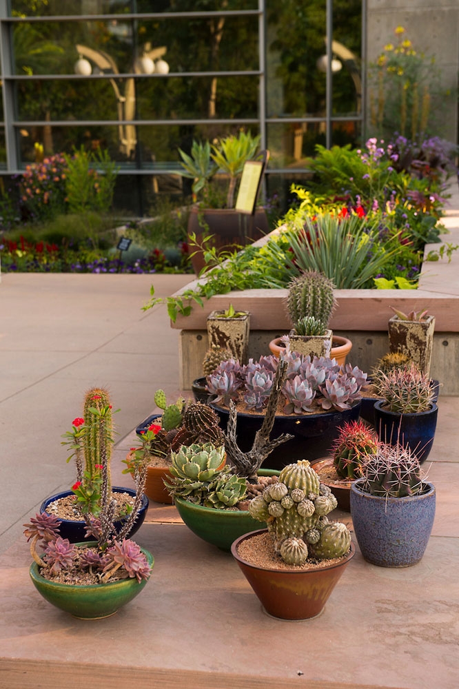 marnies-plaza-tender-succulent-display_gallery.jpg