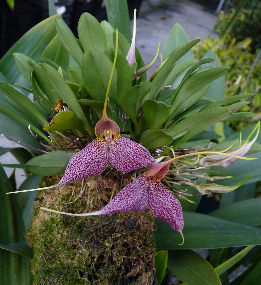 masdevallia decumana