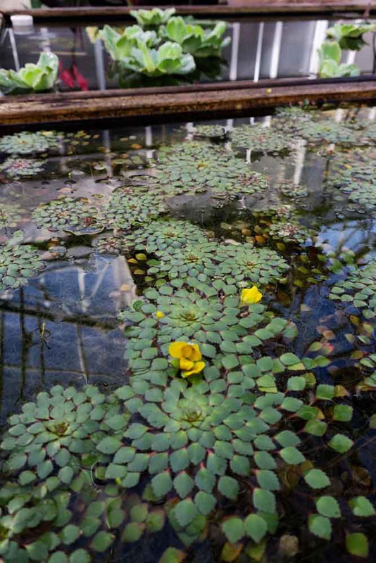 mosaic plant in the greenhouse.
