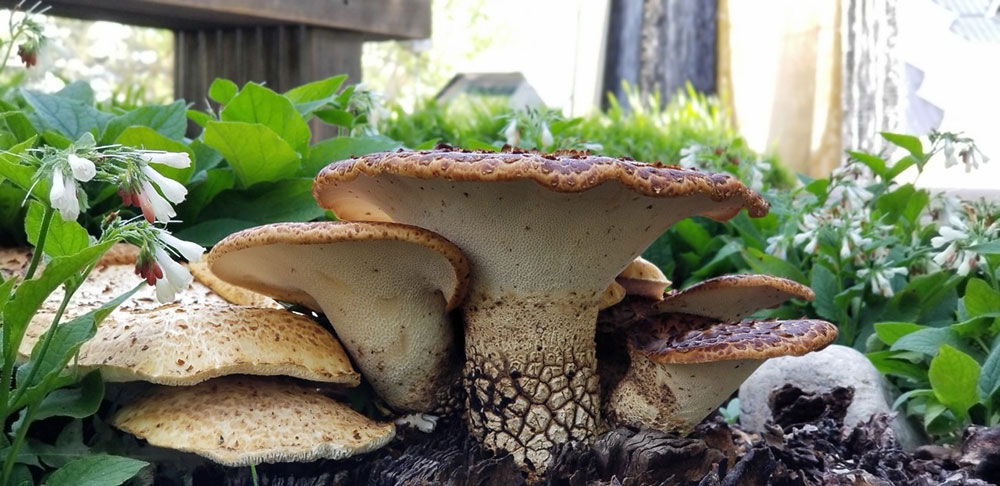 Mushrooms in woodland mosaic
