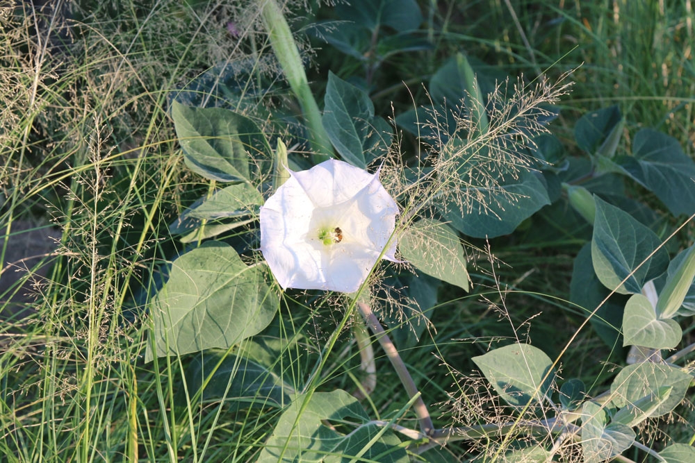 datura