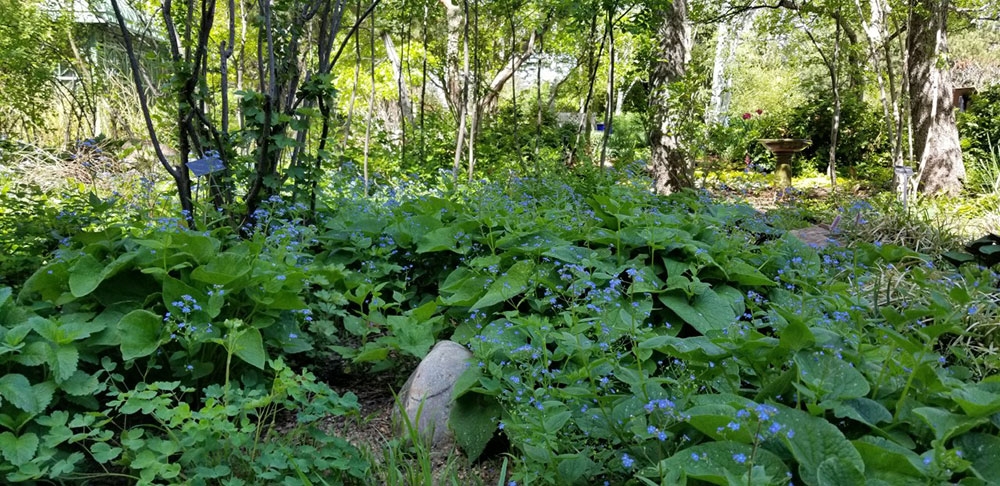 Brunnera macrophylla in Oak Garden