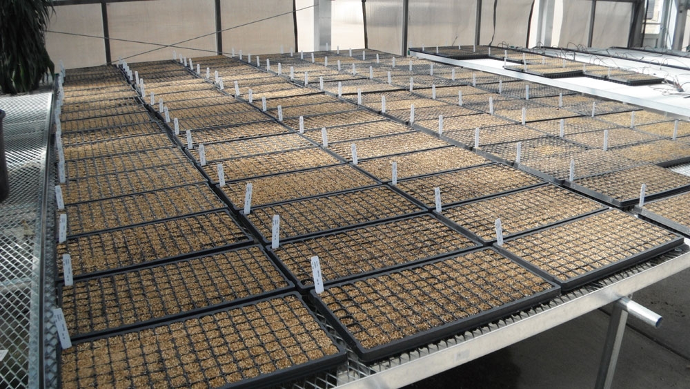 onion seeds in flats