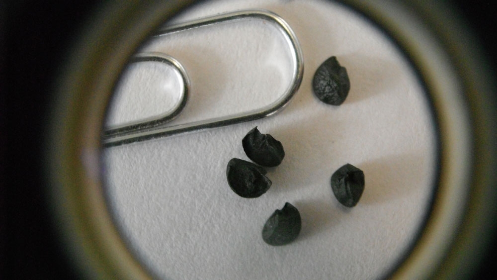 seeds through hand lens