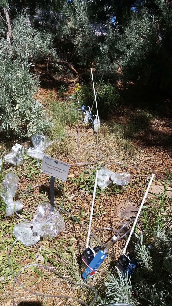 penstemon degeneri while scent is being collected