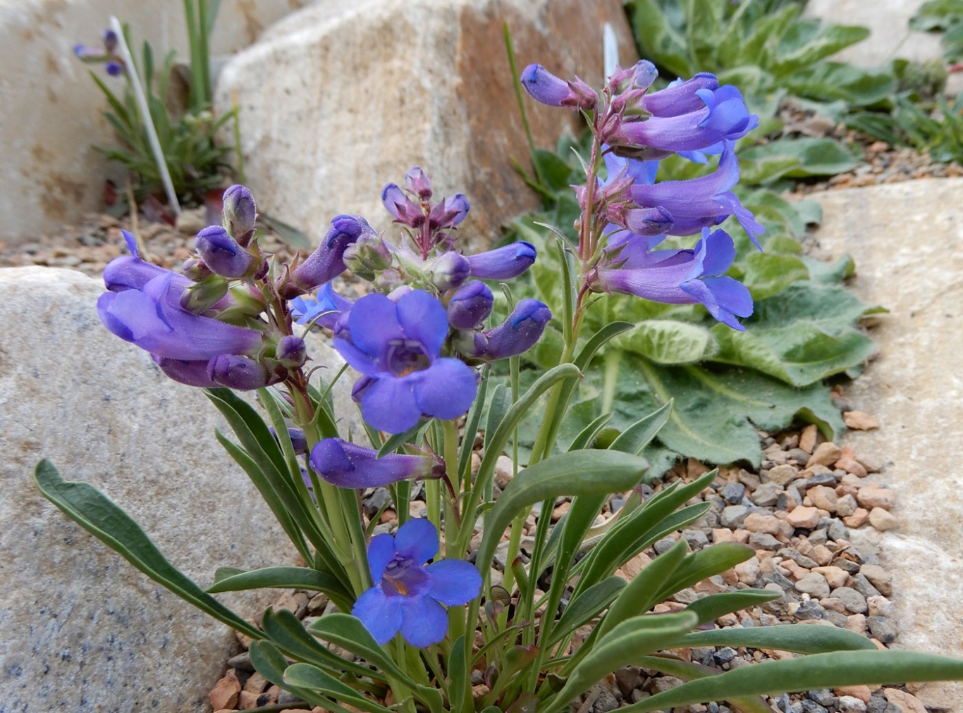 penstemon uintahneis will bloom in april in the crevice garden