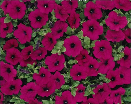petunia wave purple