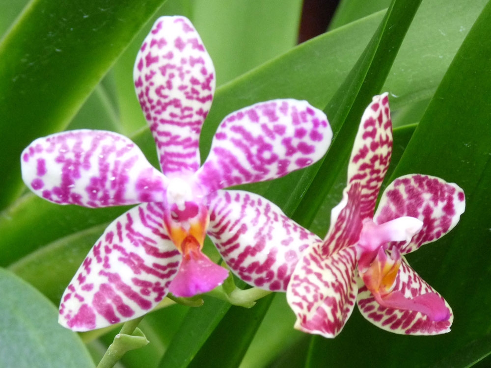 phalaenopsis class president