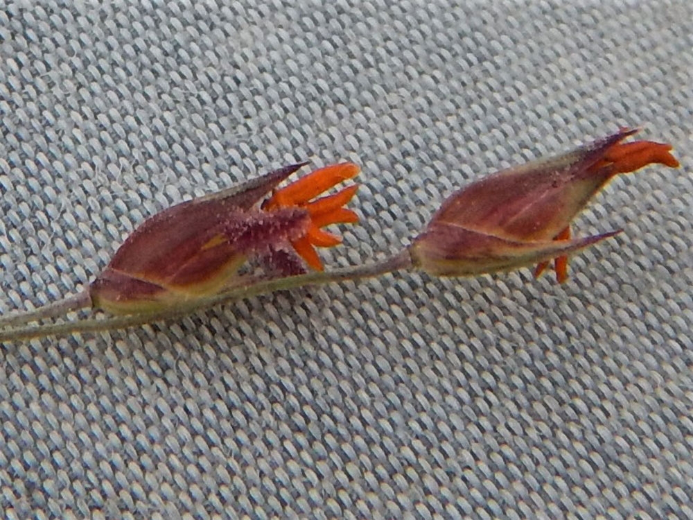 panicum virgatum anthers