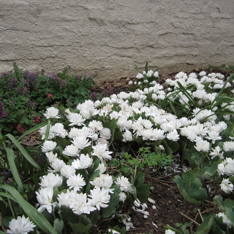 sangunaria canadensis multiplex the double flower bloodroot in the south-west corner of the rock alpine garden looks like a waterlily
