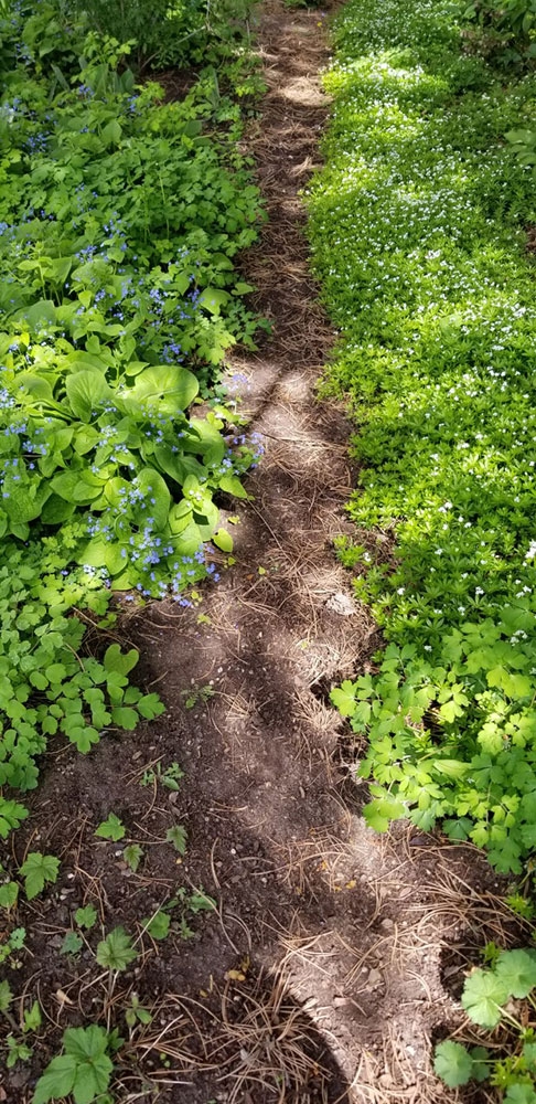 Brunnera macrophylla and Galium odoratum in Shady Lane