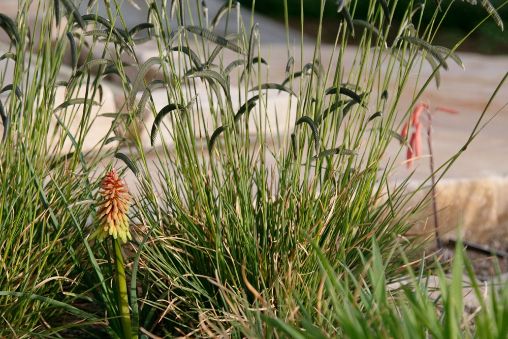 south african planter