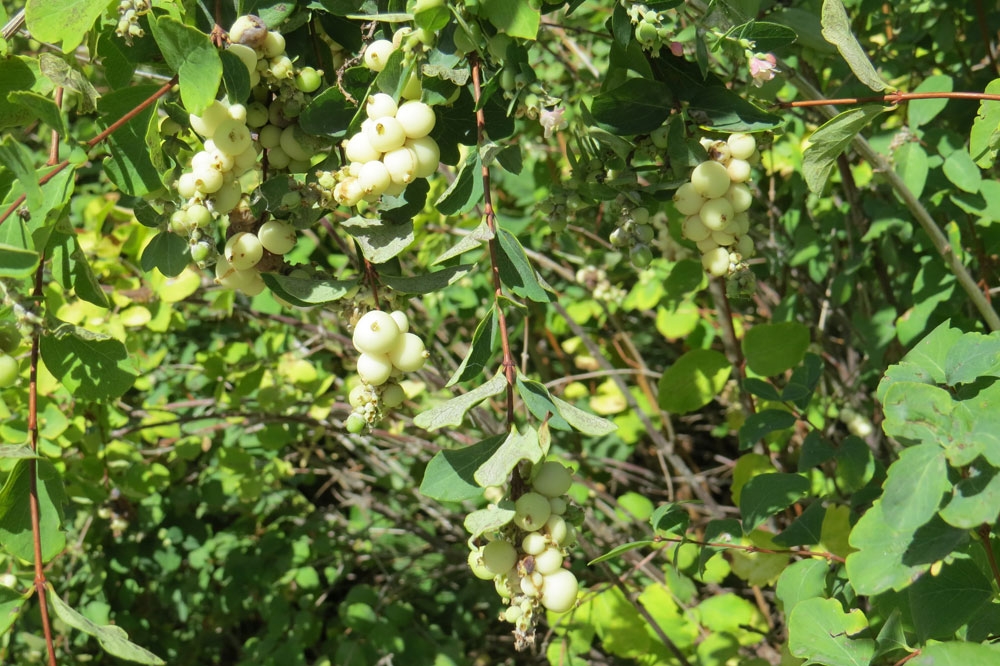 symphoricarpos albus