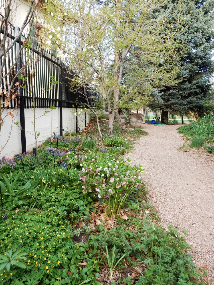 The far south-west corner of the rock alpine garden can be like a secret garden in april.