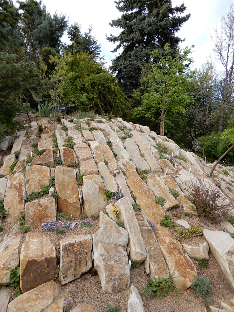 The large crevice garden at the south entrance to the rock alpine garden
