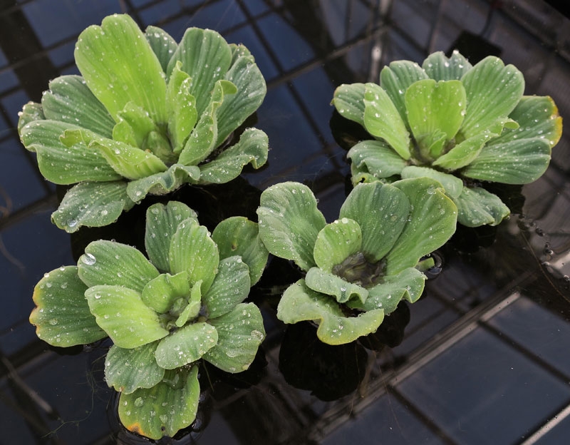 Water lettuce in the greenhouse