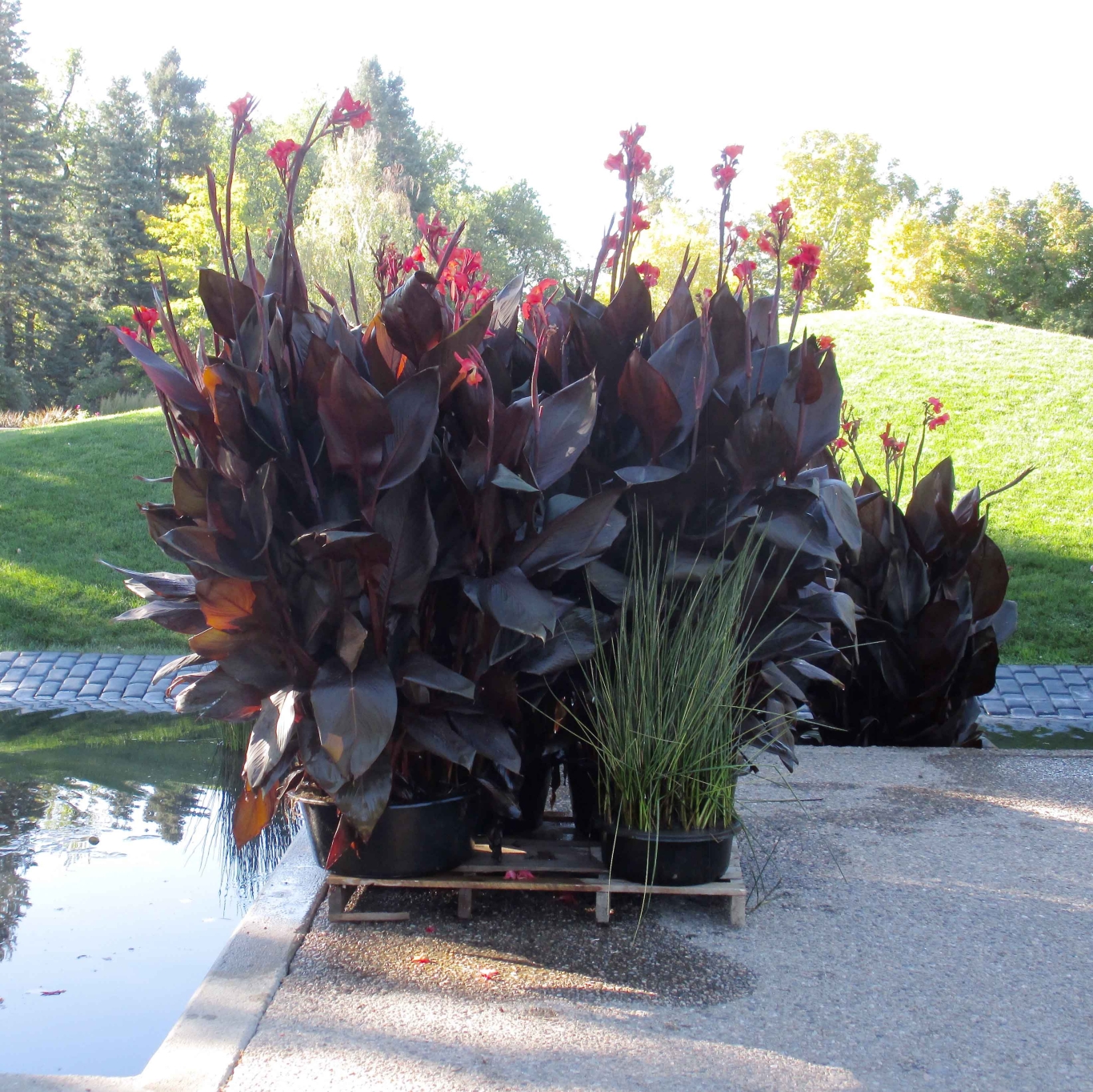 winterizing cannas