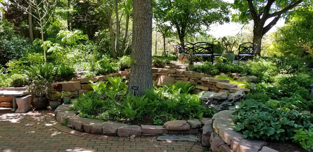 Quercus bicolor and Ostrich Ferns in Woodland Mosaic