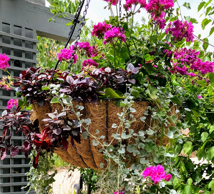 hanging basket