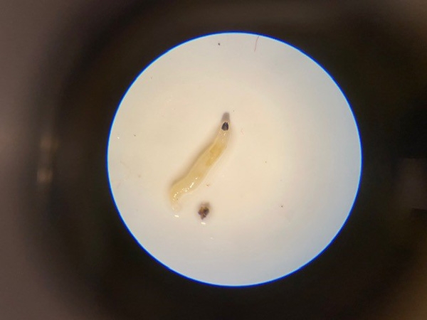 white wiry larvae 