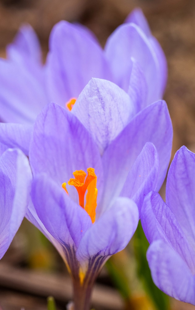 Crocus