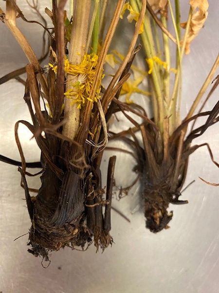 roots and crown of columbine