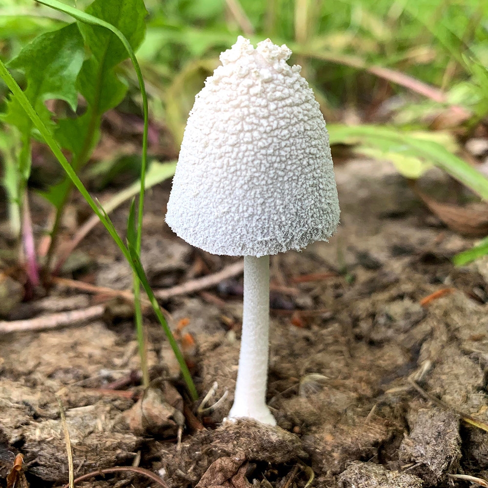 Coprinopsis nivea