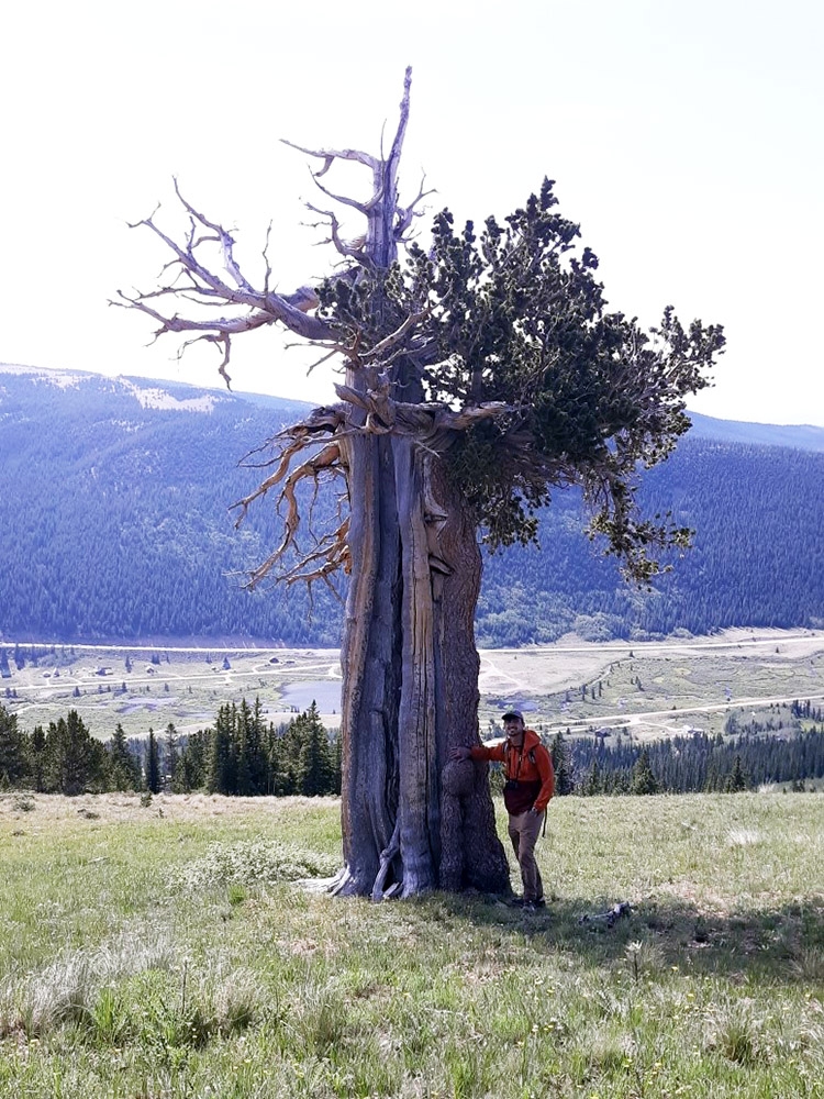 bristlecone pine