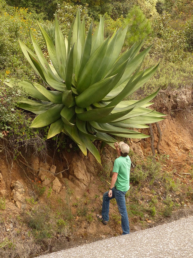 Agave atrovirens