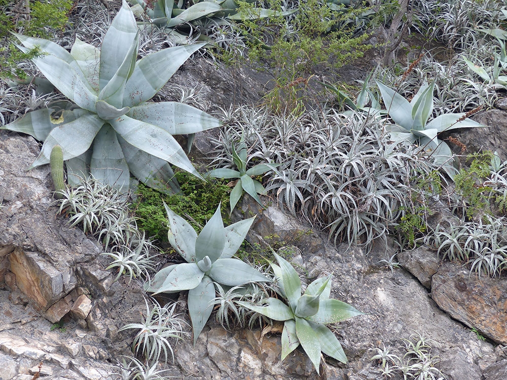 Agave guiengola growing with Hechtia sp.