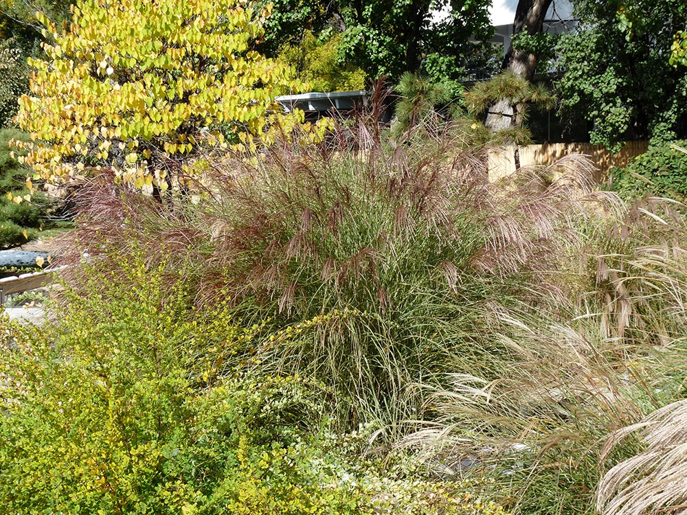 Maiden Grass Yaku Jima