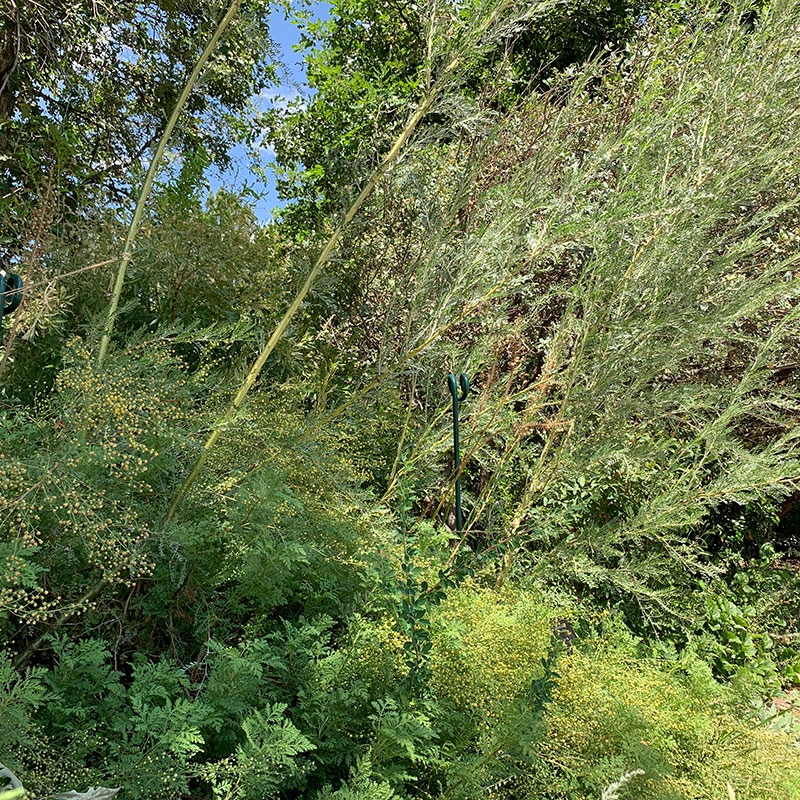 Caragana microphylla ‘Mongolian Silver Spires’