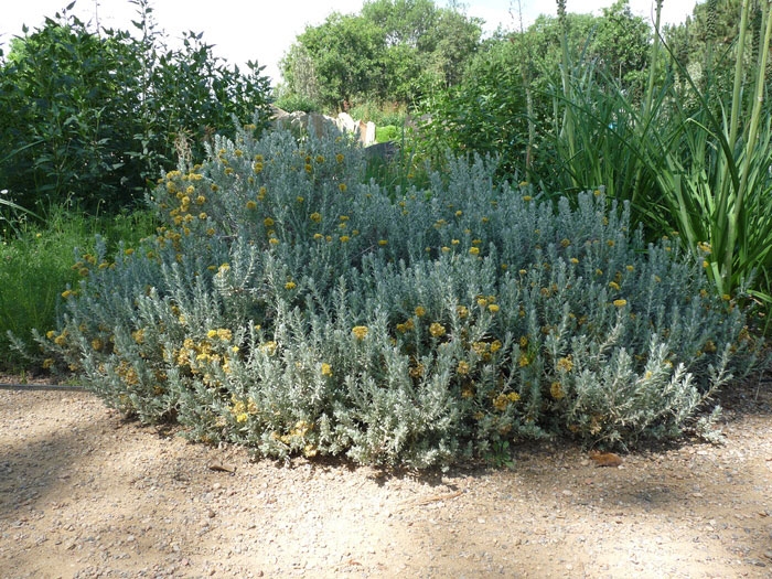 Helichrysum trilineatum