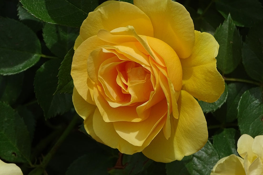 Rosa Julia Child 'Wekvossutono'