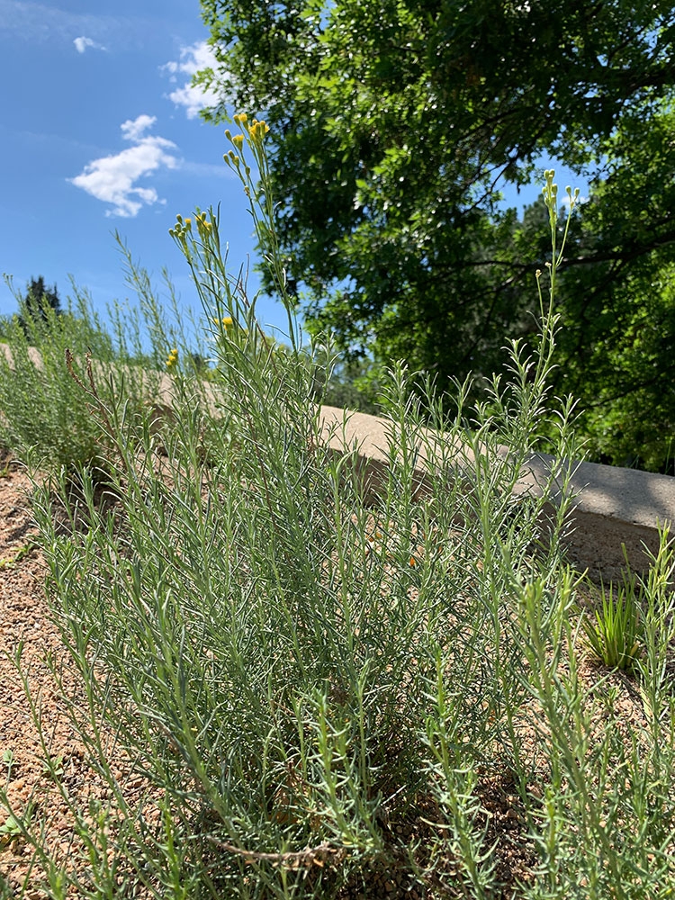 Senecio bracteolatus gallery