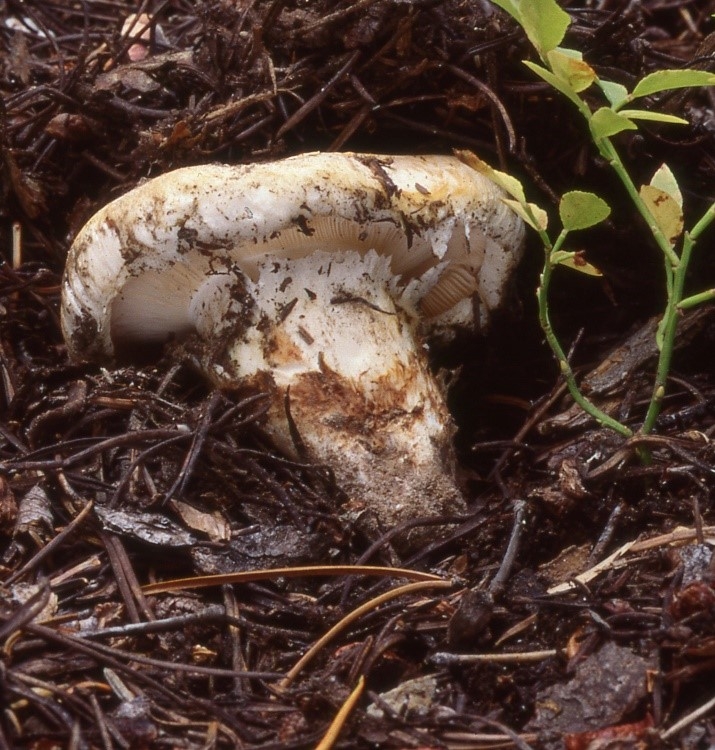 Tricholoma magnivelare